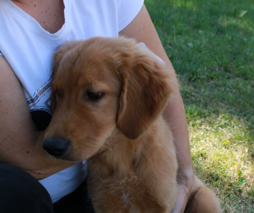 Szczeniak Golden retriever już do odbioru
