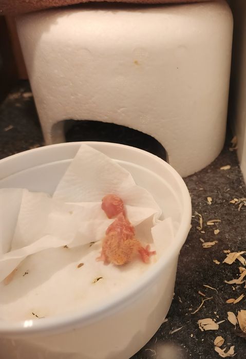 Caturra domesticada