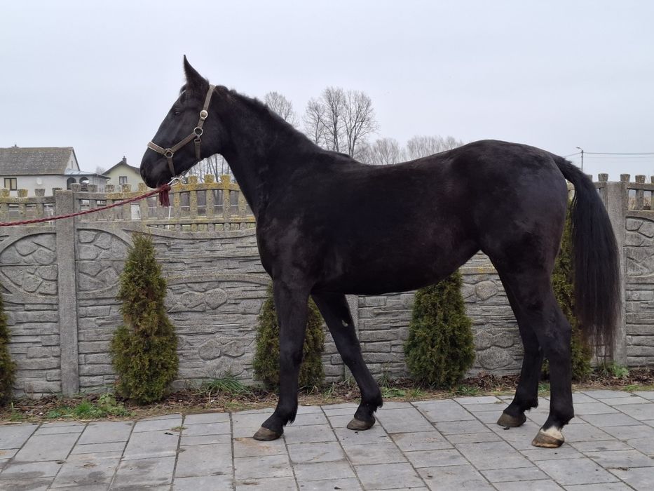 Sprzedam klacz śląska