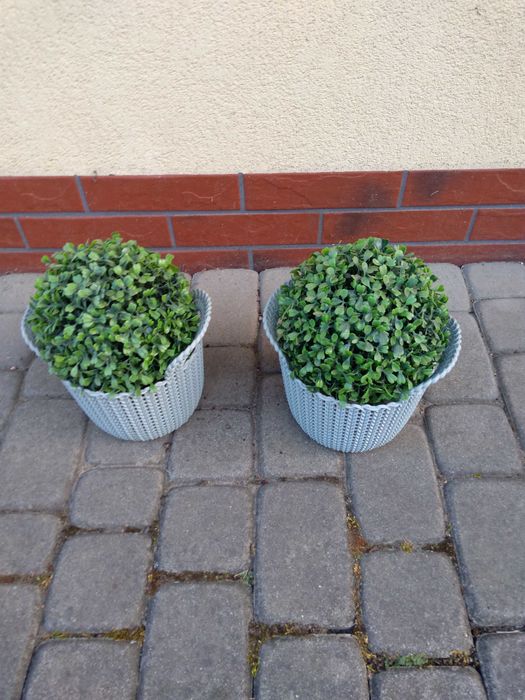 2 piękne sztuczne bukszpany w pięknych koszyczkach
