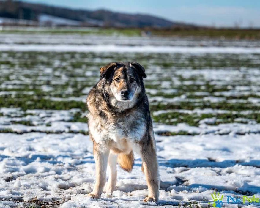 Dostojny MOKI szuka domku!