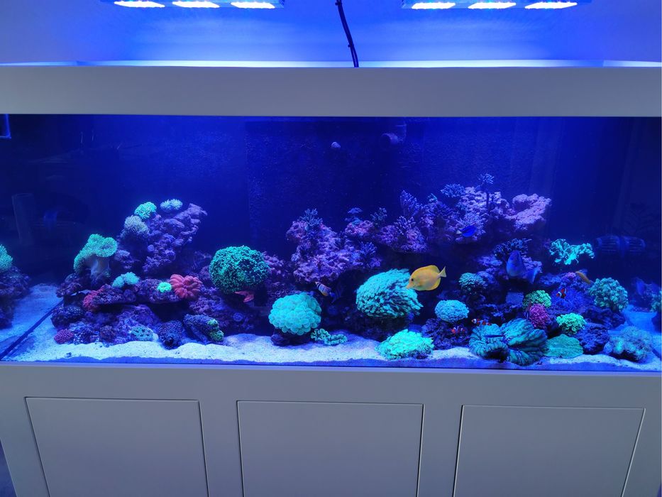 Akwarium dekoracyjne/serwis akwarium