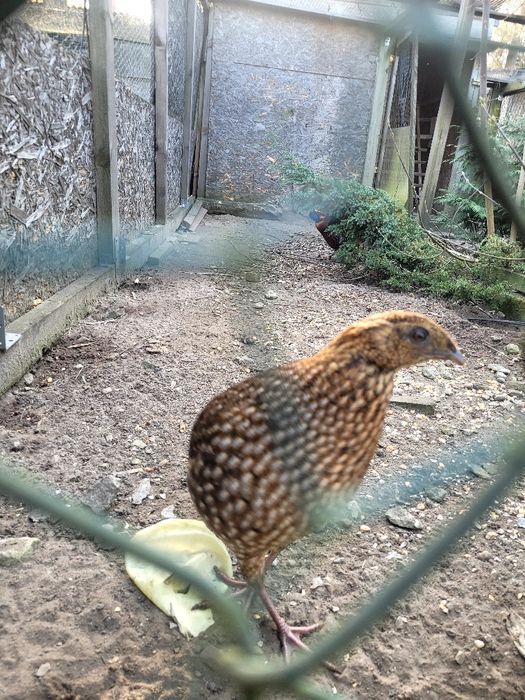 Bazant tragopan tyminki