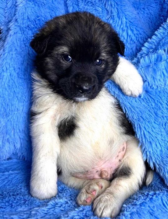 Тайсон - Самый Лучший Пес