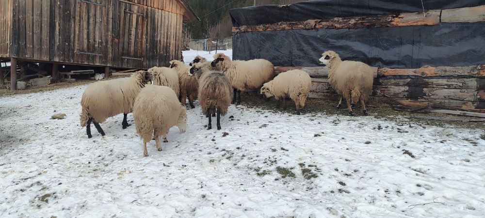 Продаються вівці