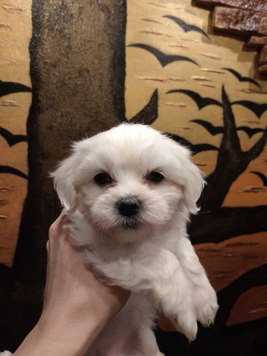 Мальтезе неймовірні