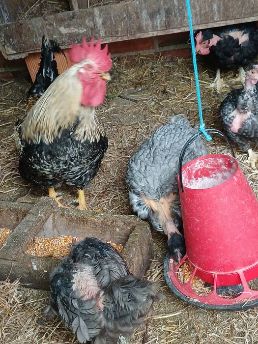 Vende-se galo deslumbrante