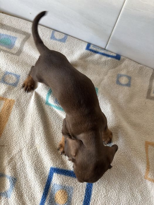 Teckel macho chocokate miniatura