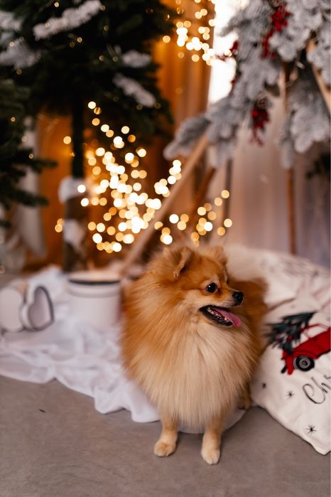 Вязка , чистокровний шпіц шукає дівчину