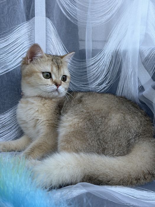 Золота шиншила кошенята