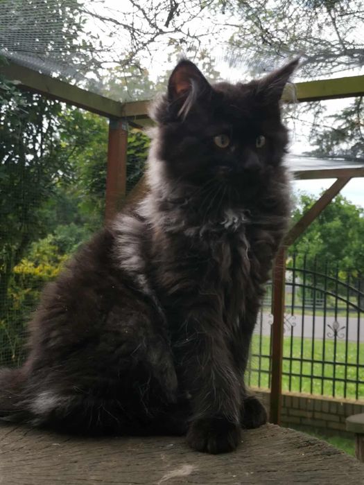 Kotka Czarna  Maine Coon