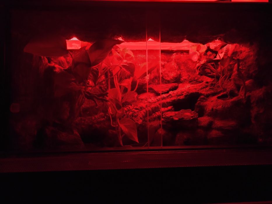 Terrarium 60x40x40 gekon
