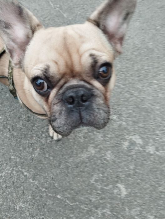 Пропала собака - французкий бульдог песочного цвета.