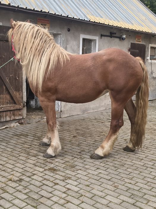 Klacz sztum sprzedam