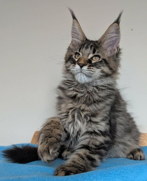 Kocurek Wiewiórek Maine Coon