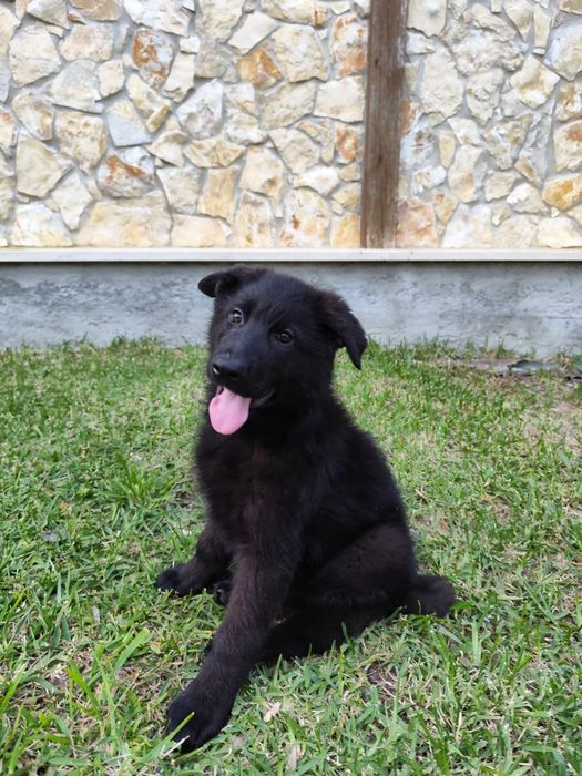 Pastor Alemão com sertificado