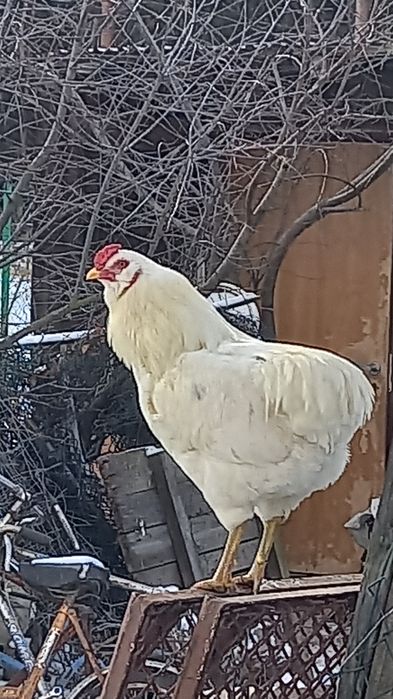 Koguty 1 x rossa I 2x arakuama