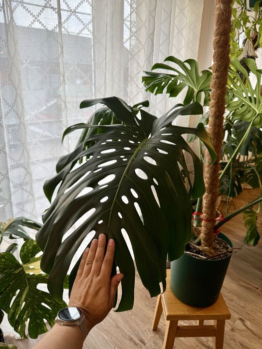 Monstera Big Form