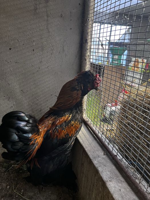 Garnizo brahma adulto