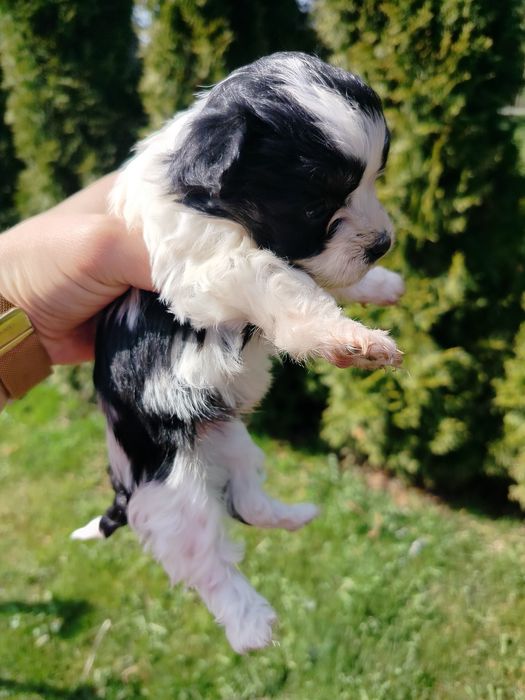 Maltańczyk szczeniak mały piesek