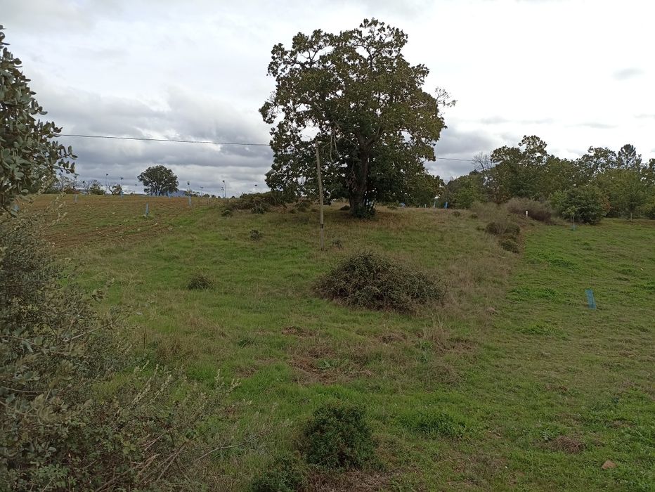 Terrenos com castanheiros e oliveiras