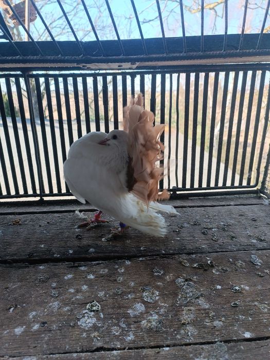 Sprzedam Pawiki tylko całość