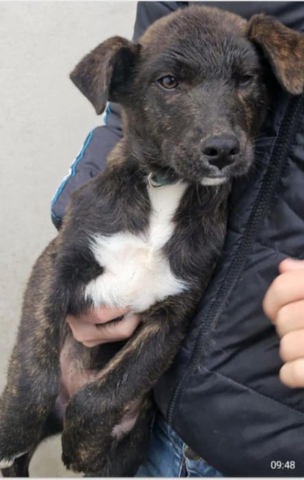 Black para adoção muito responsável