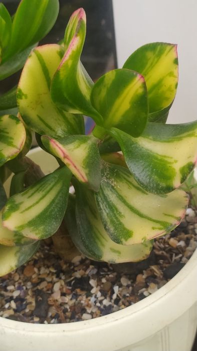 Крассулы, суккуленты