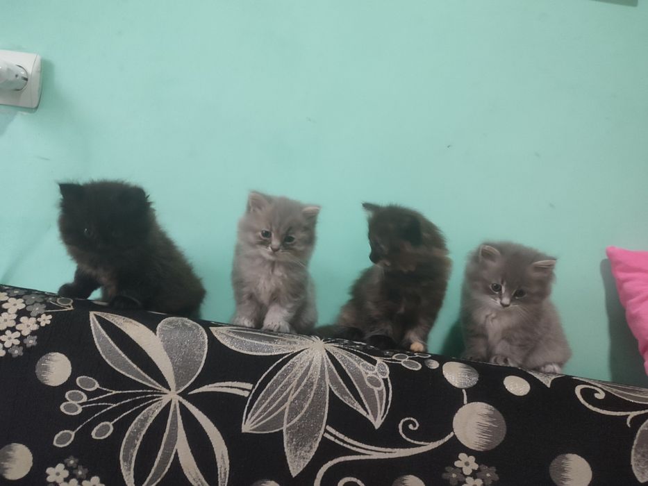 Віддам котиків малих