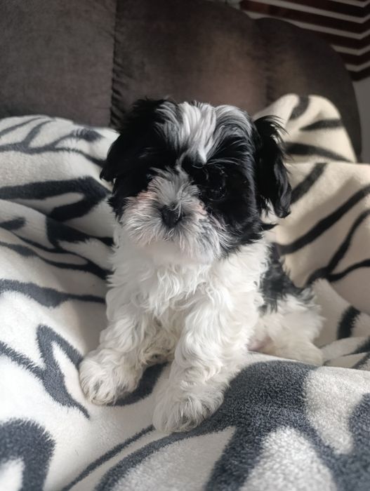 Shih tzu szczeniak