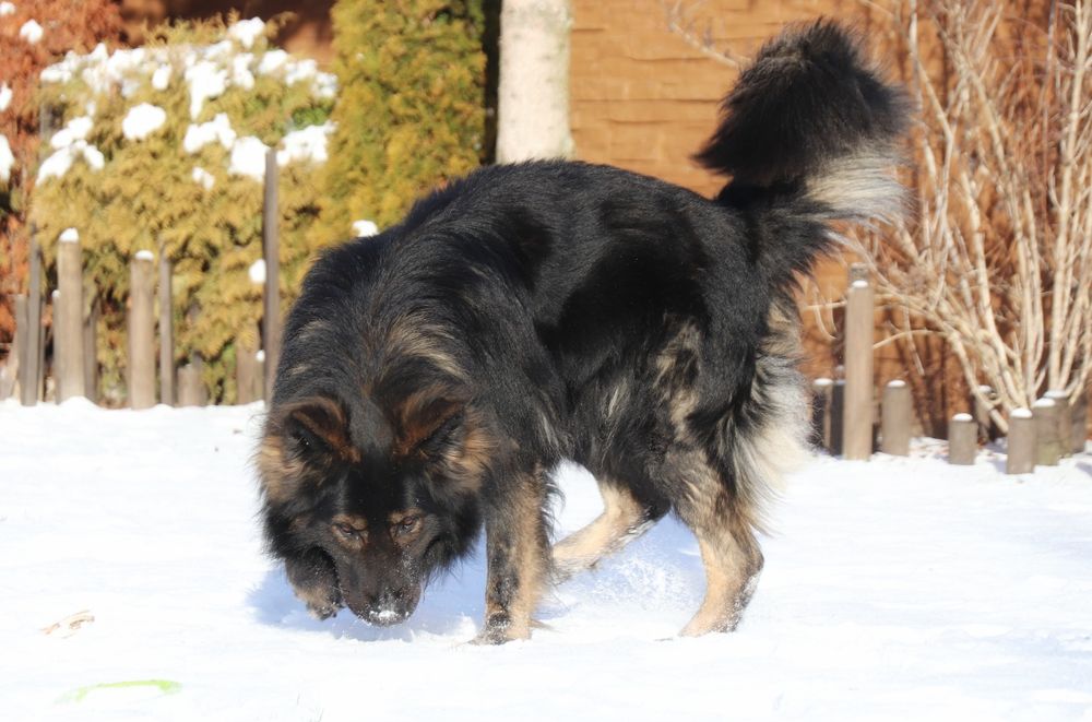 Owczarek Staroniemiecki