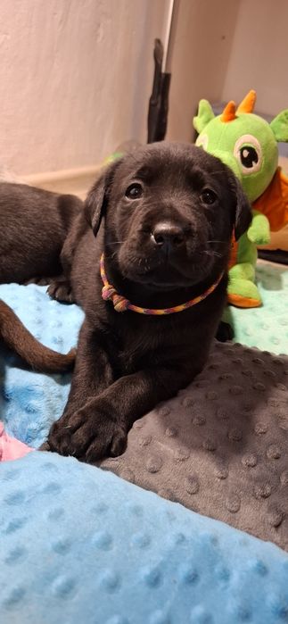 Labrador retriever szczeniak
