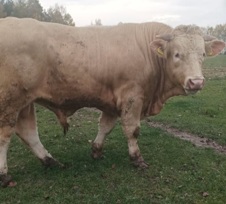 Sprzedam młodego byka Blond'd aquitaine