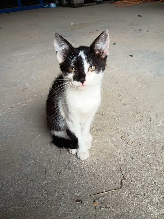 Kotki do adopcji