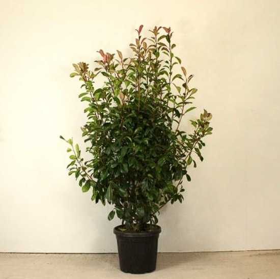 Fotinia Photinia Red Robin para Sebes
