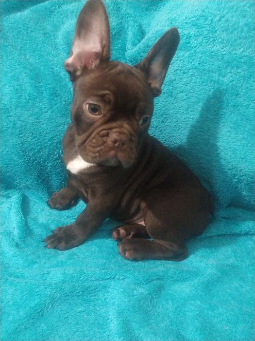 Izabella boy , хлопчик