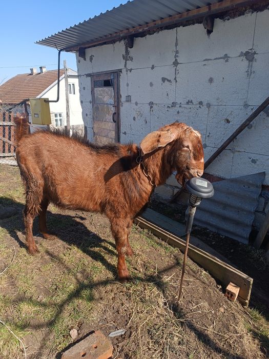 Нубійський цап шукає нову родину