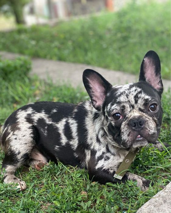 Шикарный мальчик Французик Арлекин дарк мерль ждет дам НА ВЯЗКУ!