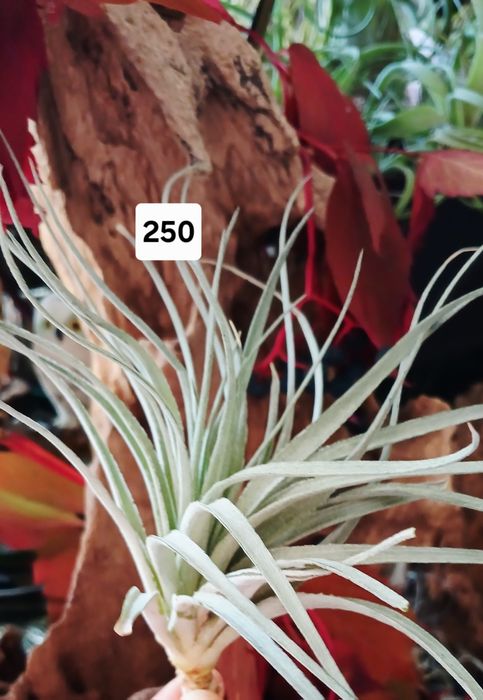 Tillandsia  тилландсия