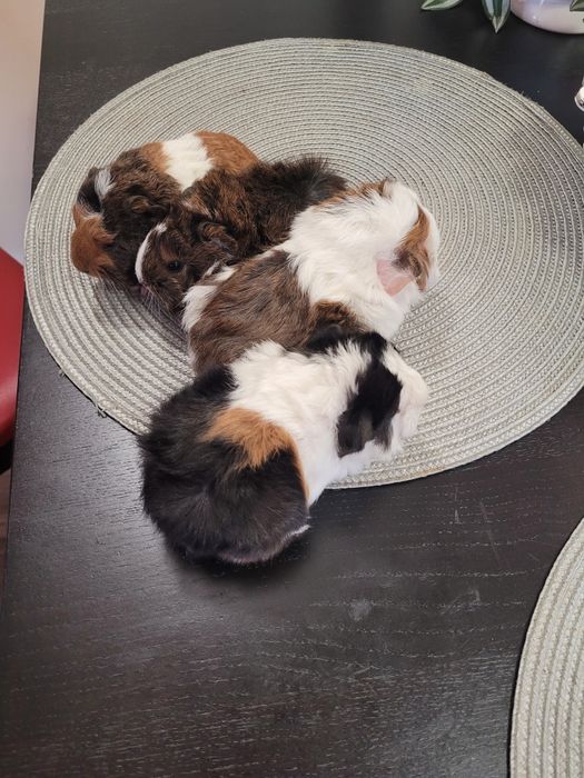 Świnki Morskie samce i samice