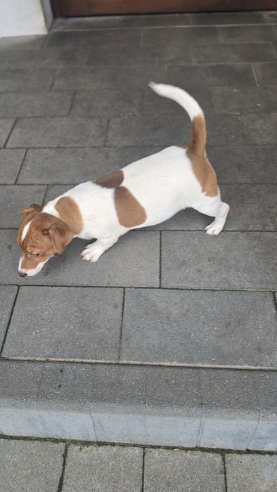 Piesek szczenie Jack Russell