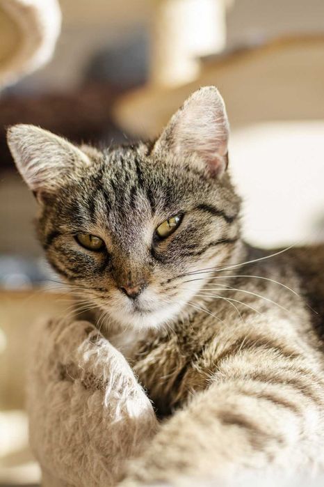 Kamila delikatna kotka o miękkim futerku szuka domu