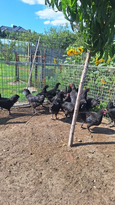 Australorp z maja