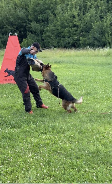 Цуценята німецької вівчарки