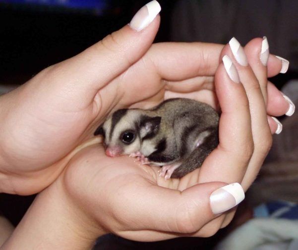 Animal de estimação