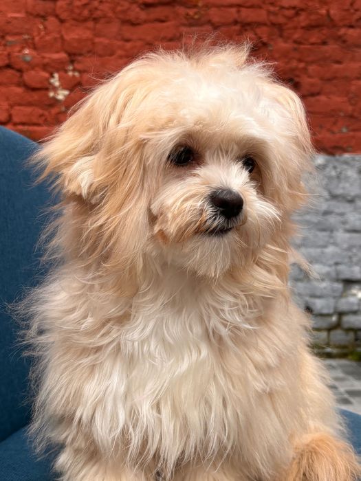 Мальтипу девочка