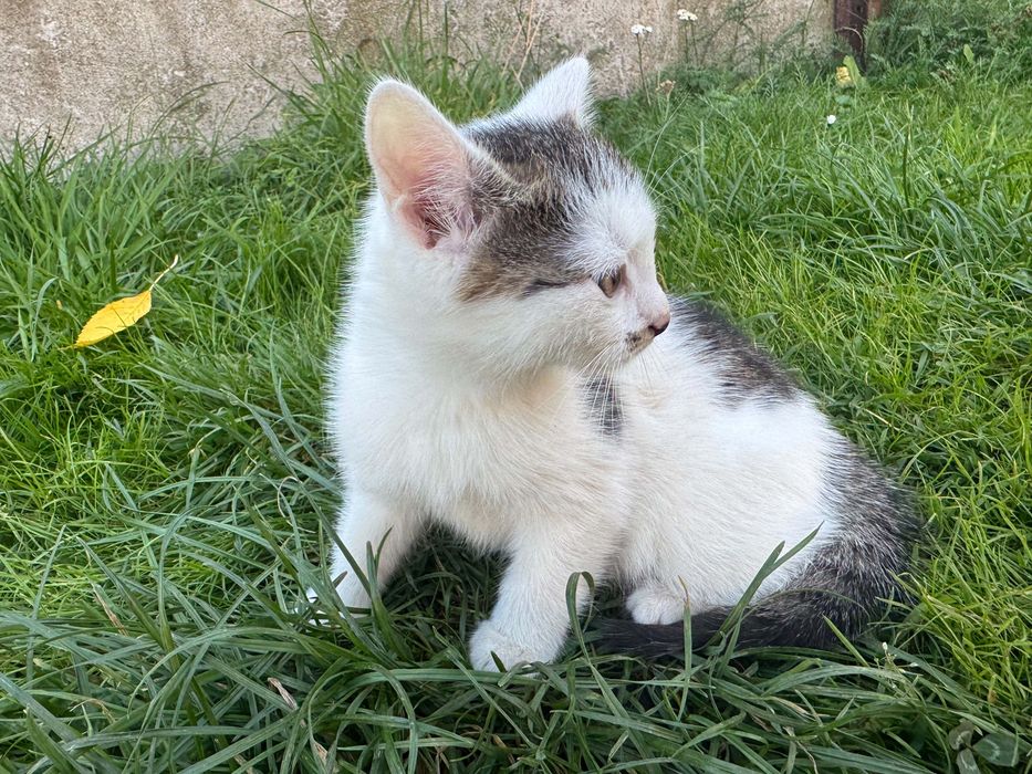 Do adopcji kotek