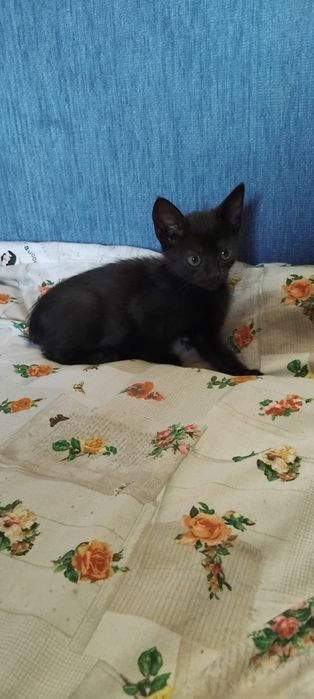 Віддаю котинят в добрі руки