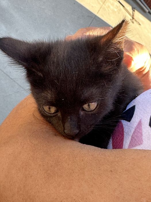 Dou gatinha bebé preta