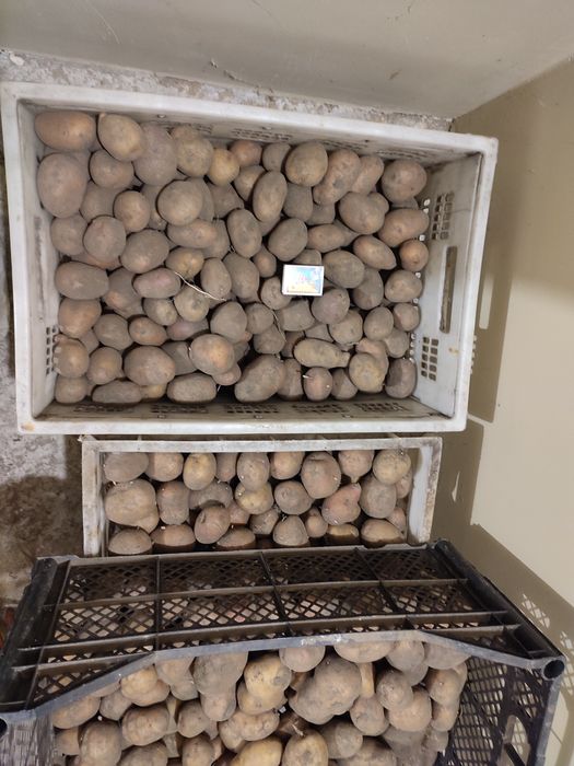 Продам насіневу картоплю,картопля для посадки